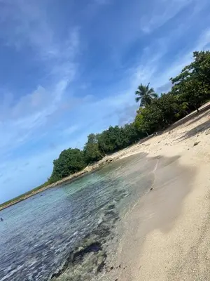 a beach with a palm tree and the water at Bright & Airy Apartment in Bayahibe