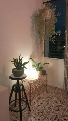 a room with a table with potted plants on it at Apartment in the heart of the DISTRITO NACIONAL in Santo Domingo