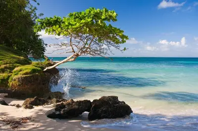 a tree on a beach with the ocean at Tesoro Villas in Río San Juan