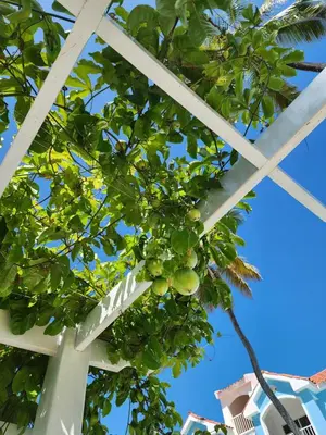 a tree with fruit hanging from the ceiling of a building at Zen Apartment in Punta Cana