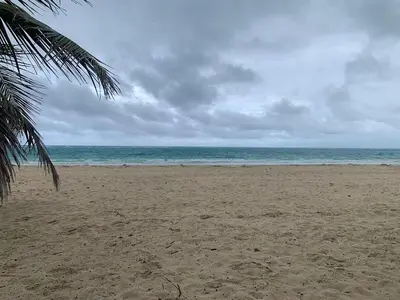 a beach with a palm tree and the ocean at Tranquil 3 Bedroom Apartment - Pool & Private Beach Access in Punta Cana