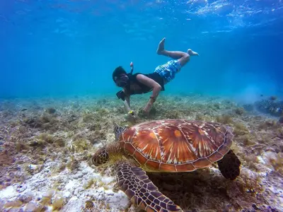 a person swimming next to a turtle in the ocean at Luxury penthouse with panoramic ocean view in Punta Cana