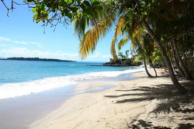 a beach with palm trees and the ocean at Bahia Principe Grand Samana - Adults Only in Santa Bárbara de Samaná