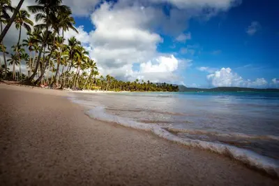 a beach with palm trees and the ocean at Coco's Apartment near La Playita beach in Las Galeras