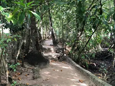 a path in the middle of a forest with trees at Room 3 in Río San Juan