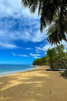 a sandy beach with palm trees and the ocean at Beachside Apartment with Ocean View, Garden and 2 Swimming Pools in Las Terrenas