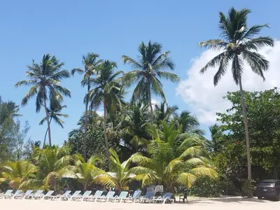 a group of chairs and palm trees on a beach at Beachside Apartment with Ocean View, Garden and 2 Swimming Pools in Las Terrenas