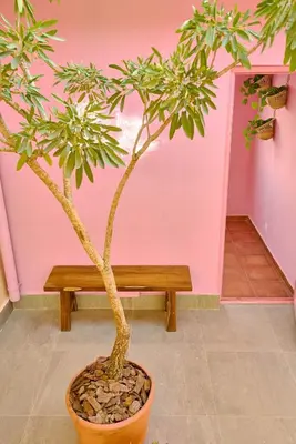a plant in a pot next to a wooden bench at ®{Tulum~Experience}@Downtown PoolViewPenthouse in Santo Domingo
