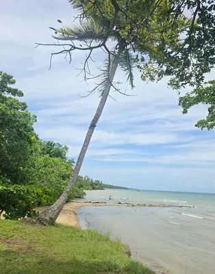a palm tree on a beach next to the ocean at Rest in Paradise, Pool, Beach and Terrace in Sánchez