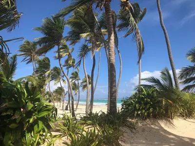 a group of palm trees on the beach at Art Villa Dominicana in Punta Cana