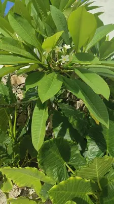 a plant with green leaves and white flowers at Unique and quiet TROPICKÝ PRÁZDNINOVÝ DŮM in Punta Cana
