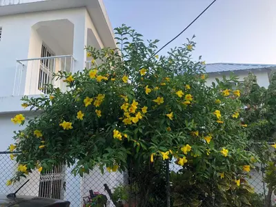 a tree with yellow flowers in front of a building at Room Vanesa in Las Terrenas