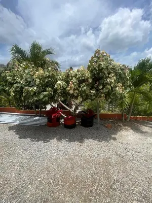 a row of trees with flowers in pots at Rancho La Loma in Higuey