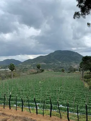 a field of green crops with mountains in the background at Nice mountain cabin, with the best view