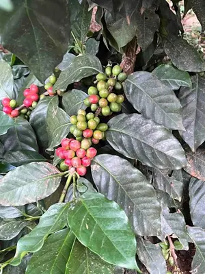 a plant with green leaves and red berries on it at Nice mountain cabin, with the best view
