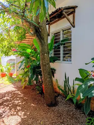 a tree in front of a white house at Quédate Aquí También in Las Galeras