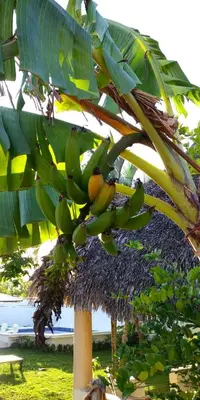 a bunch of bananas hanging from a banana tree at the Count of Villa Rosa in La Ceiba