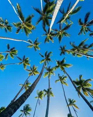 a group of palm trees on the beach at Resort Villas | 2 hab con piscina y playa in Juan Dolio