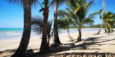 a group of palm trees on a beach at Beautiful Caribbean Villa Coson Beach in Las Terrenas