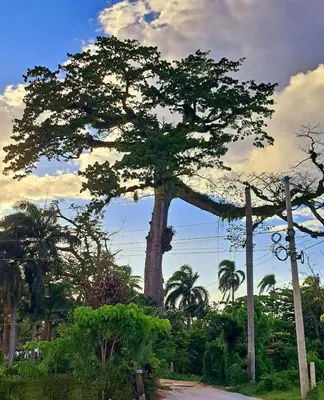 a large tree in the middle of a street at Beach Bungalow 100 m Playa Coson in Las Terrenas