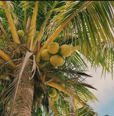 a bunch of green fruit on a palm tree at Playa Rene RD in San Felipe de Puerto Plata