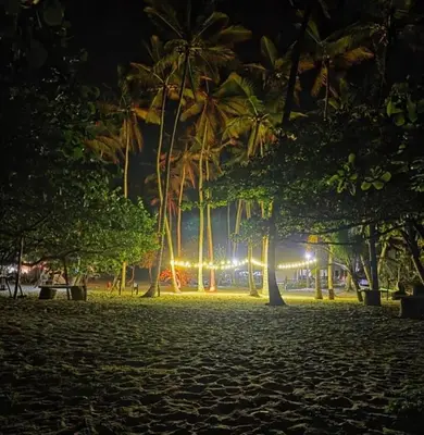a group of palm trees in a park at night at Playa Rene RD in San Felipe de Puerto Plata