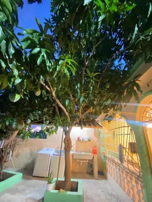 a tree in a pot next to a table at Alojamiento en Bani, cerca de la playa y las Dunas in Colorado