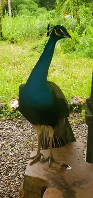 a peacock standing on top of a rock at Studio surrounded by nature in Cabarete