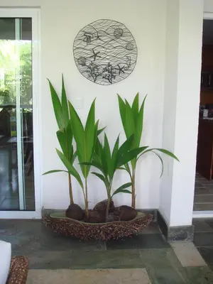 a couple of plants on a wall with rocks at Apartment Balcones Del Atlantico in Las Terrenas