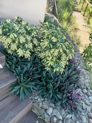 a bunch of plants in a rock garden at Villa ana in Colorado