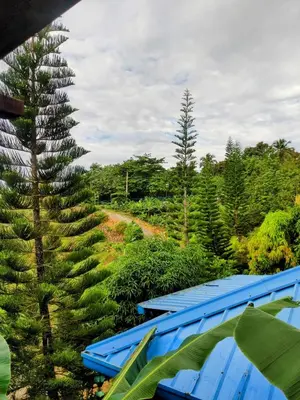 a large tree next to a blue building with a blue roof at Montaña viva in Sánchez