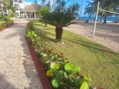 a row of plants on the side of a beach at marina view in La Puntica de Juan Dolio