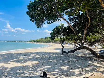 a tree on a sandy beach with the ocean at Marien Residences 221 Garden & Partial Ocean View Condo in Puerto Plata