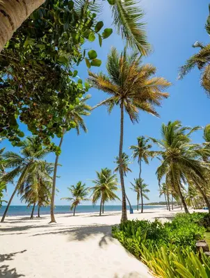 a beach with palm trees and the ocean at Villa Privada + Piscina | Playa & Golf in Punta Cana