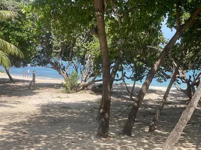 a group of trees on a beach with the ocean at Marien Residences 305 Deluxe High Floor Condo in Puerto Plata