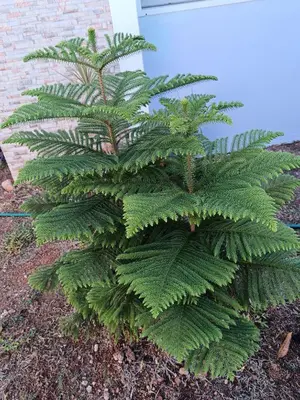 a green plant with large green leaves at Jolie maison in La Romana