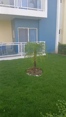 a palm tree in the grass in front of a house at Eden Caribe Punta Vana in Punta Cana