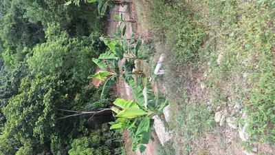an overhead view of a forest with palm trees at Caribbean Corner in Jarabacoa