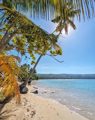 a beach with a palm tree and the ocean at Villa Coral Blue in Playa Bonita in Las Terrenas