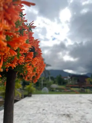 a bunch of orange flowers hanging from a tree at Estaciones de Jarabacoa - Mountain Lodge in Jarabacoa