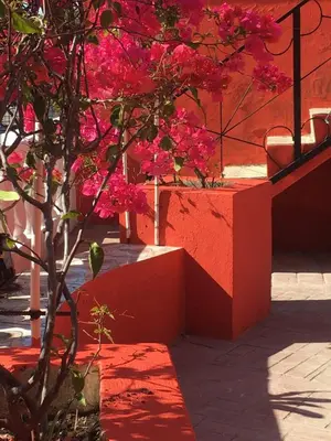 a tree with pink flowers in front of a building at Hotel Pensión la Hermosa Barahona in Santa Cruz de Barahona