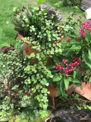 a pot of flowers and plants in a garden at Mi casita de Campo en Bayaguana in Bayaguana