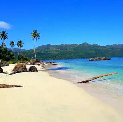 a beach with palm trees and a branch laying on the sand at Casa pintada - 4 people, 4 minutes from the beach in Las Galeras