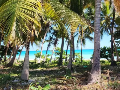 a group of palm trees on the beach at 2 Bdrm, 1 Bath, Wifi, Near River and Beach, 2R in Paraíso