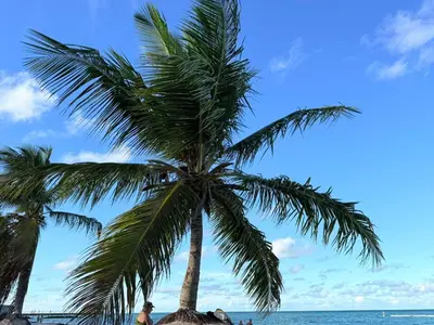 a palm tree on the beach in front of the ocean at Alexger Beachfront Apartament Bavaro, Punta Cana in Punta Cana