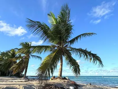 two palm trees on a sandy beach near the ocean at Alexger Beachfront Apartament Bavaro, Punta Cana in Punta Cana