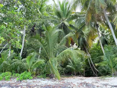 a group of palm trees on a beach at Alexger Beachfront Apartament Bavaro, Punta Cana in Punta Cana