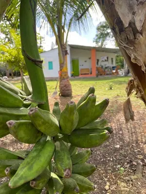 a bunch of green bananas growing on a tree at Rancho Doña Rita in Higuey