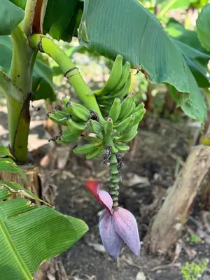 a bunch of bananas hanging from a banana tree at Rancho Doña Rita in Higuey