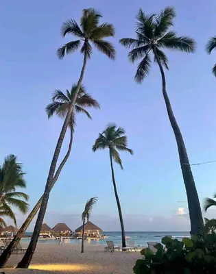 a group of palm trees on the beach at Juan Dolio 2BR Apt Beach front in Juan Dolio